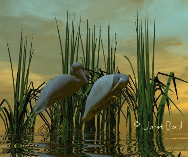 Bird Marsh by Janet Boyd